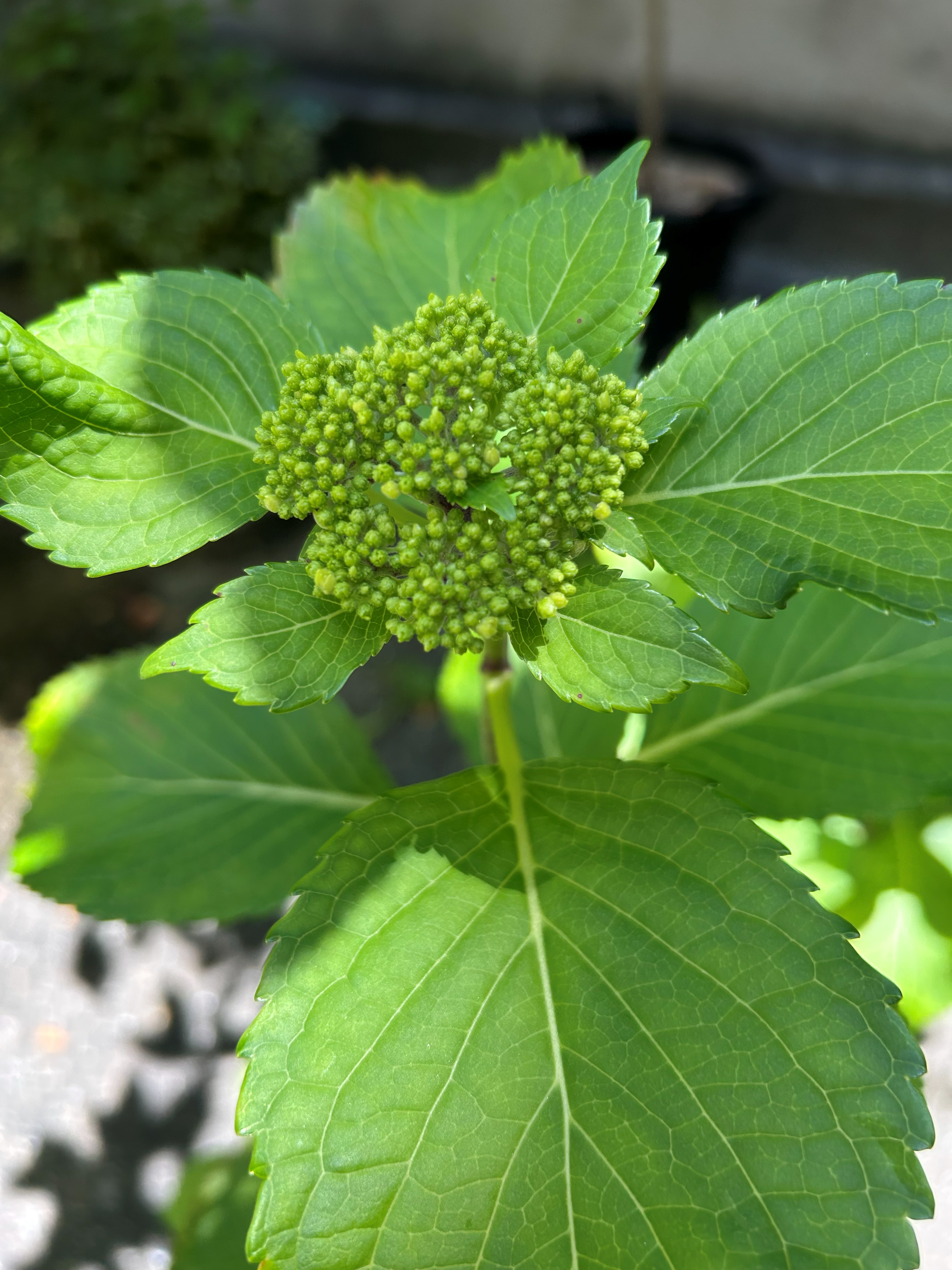 買ってきた鉢植え