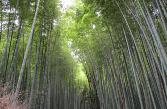 嵐山ウォーキング～パート1～