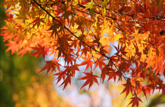 🍂秋といえば“〇〇の秋”🍂