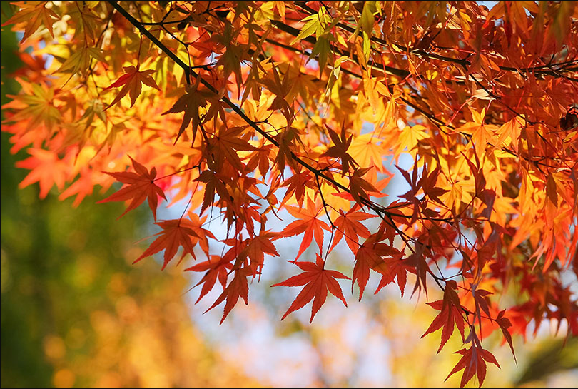 🍂秋といえば“〇〇の秋”🍂