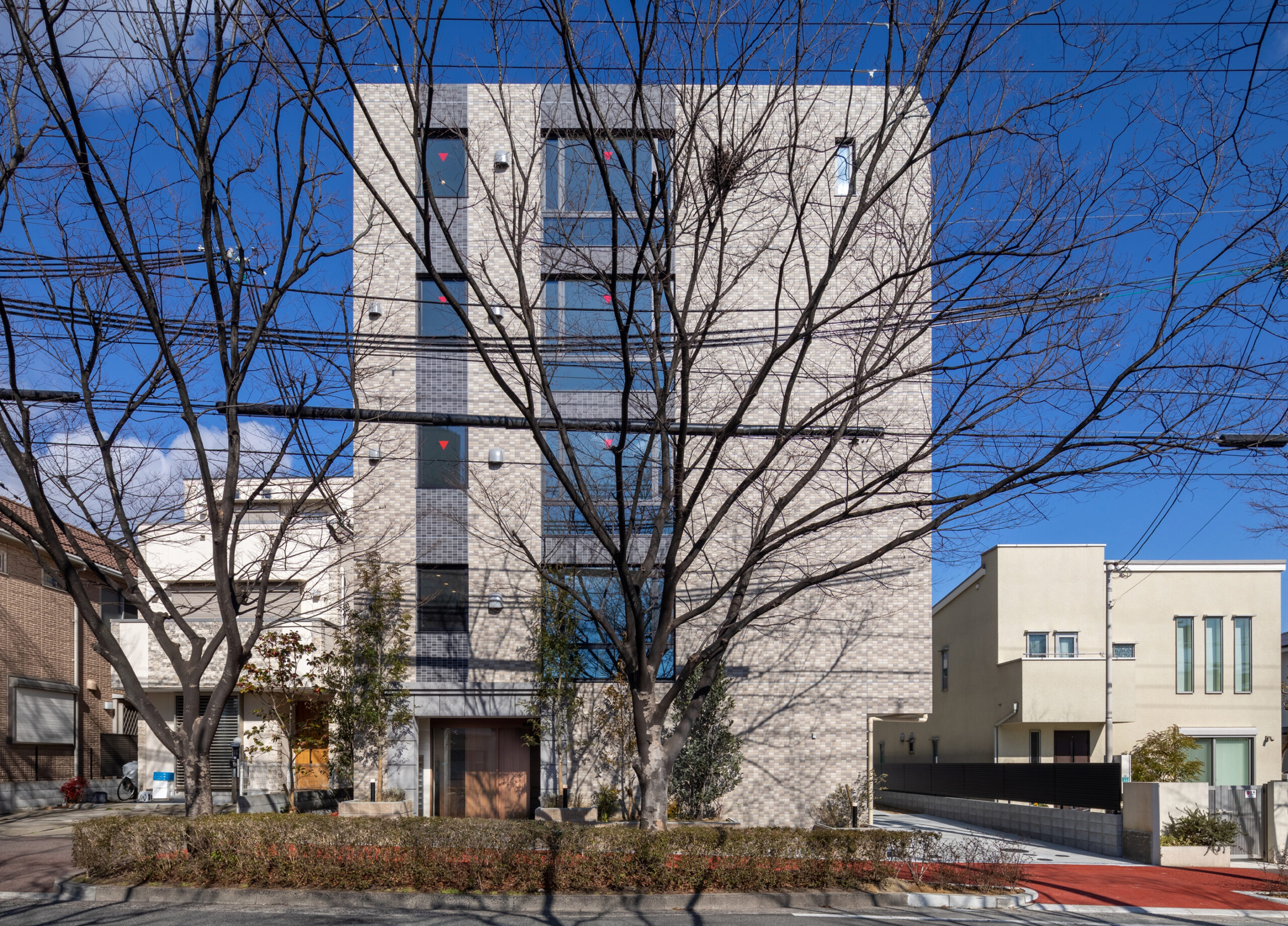 Zelkova Ashiya