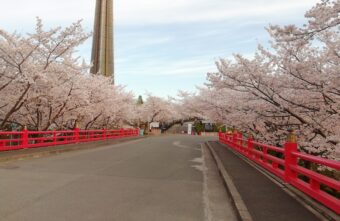 早朝の花見