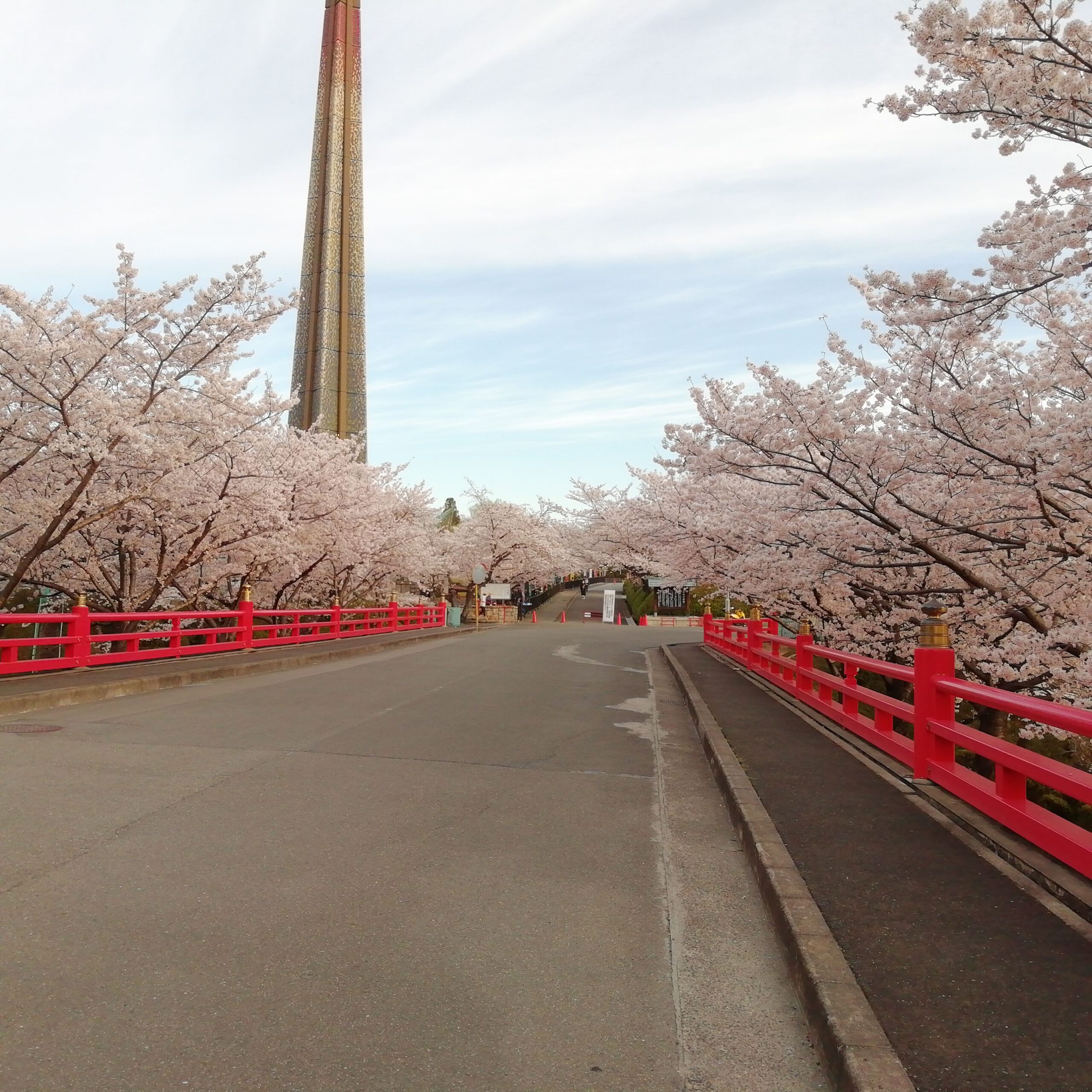 早朝の花見