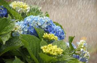 梅雨