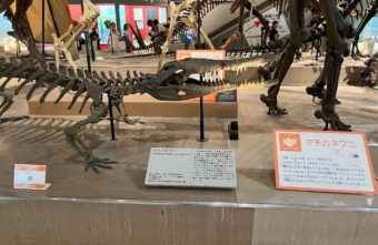 大阪市自然博物館